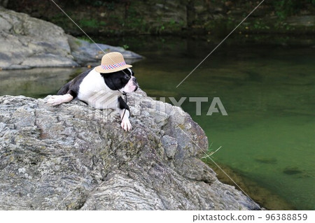 A cute Boston terrier mighty with a straw hat staring at the mountain stream on the rocks of the Tokigawa River in Tokigawa, a popular spot for playing in the river. 96388859