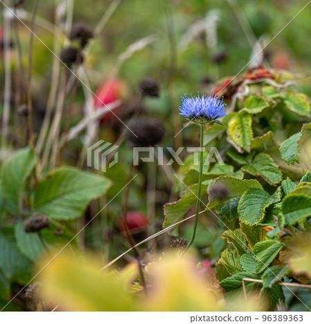 A close-up picture of a blue wildflower. Lush green background 96389363