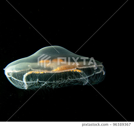 A close-up picture of a Moon jellyfish or Aurelia aurita with black seawater background A close-up picture of a Moon jellyfish or Aurelia aurita with black seawater background 96389367
