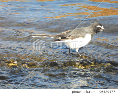A white wagtail in a nearby stream A white wagtail in a nearby stream 96389377