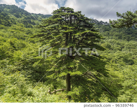 Huangshan pine 96389746
