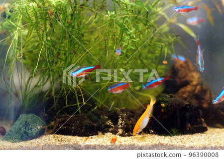 Mixed aquarium 96390008