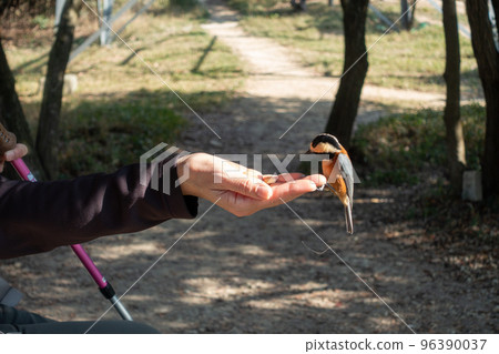 在日本里山餵養各種山雀 96390037