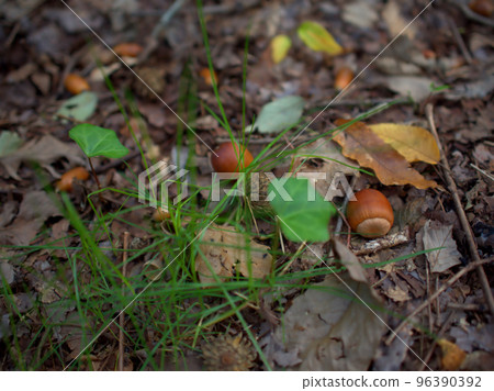 Acorn found in October Acorn found in October 96390392