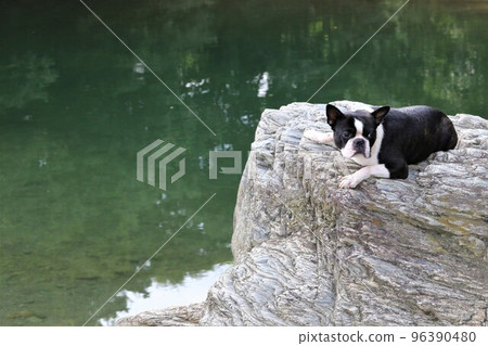A popular spot for playing in the river, Mighty-kun, a cute Boston terrier lying down on a rock in the Tokigawa River and looking out over the valley♡ 96390480