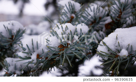 White fluffy snow lies on the green branches of a coniferous tree. A scene of a snowy winter 96390635