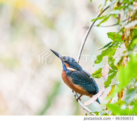 The kingfisher of Shakujii Park 96390653