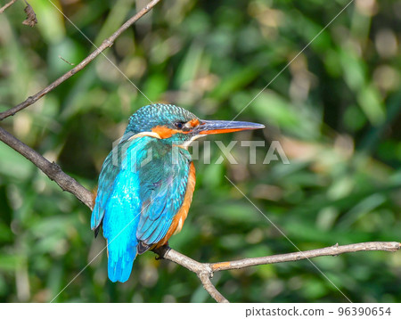 The kingfisher of Shakujii Park 96390654