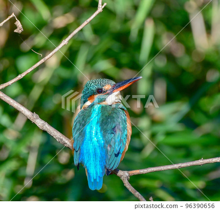 The kingfisher of Shakujii Park 96390656