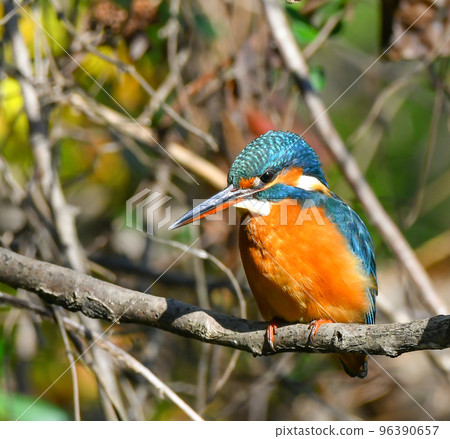 Shakujii公園的翠鳥 96390657