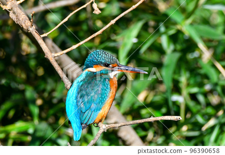 Shakujii公園的翠鳥 96390658