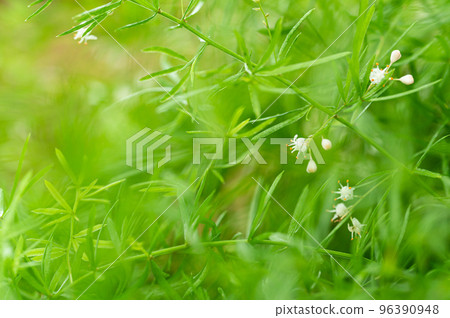 蘆筍花 蘆筍花 96390948