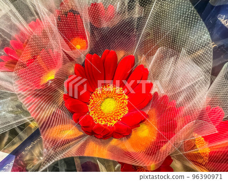 包裹的紅色大丁草 96390971