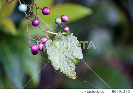 Fruits of Nobudo ripening in the thicket Fruits of Nobudo ripening in the thicket 96391250