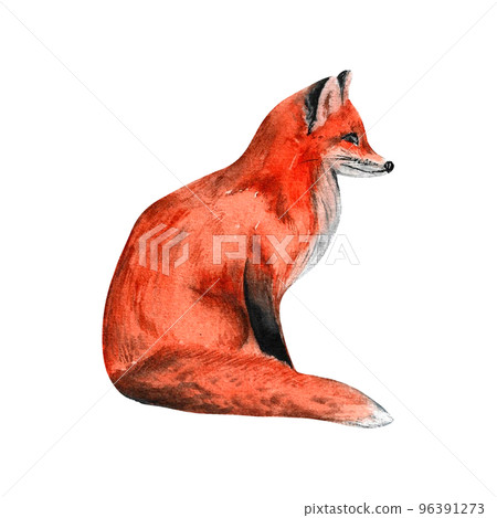 sly red fox watercolor on isolated white background, hand drawn. Perfect for card design, invitation, scrapbooking, fabric printing. 96391273