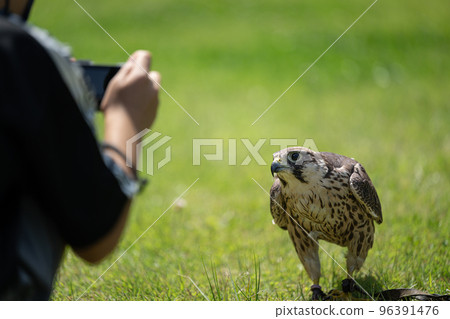 A friendly falcon Bird of prey 96391476