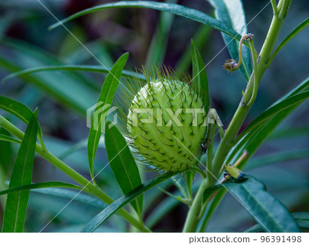 Pouch-shaped fruit of Apocynaceae 96391498