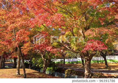 Autumn leaves and deer in Nara Park Autumn leaves and deer in Nara Park 96391786