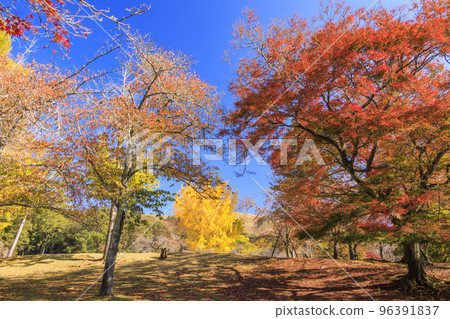 Autumn leaves and deer in Nara Park 96391837