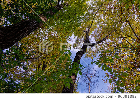 Autumn satoyama Quercus serrata tree canopy 96391882