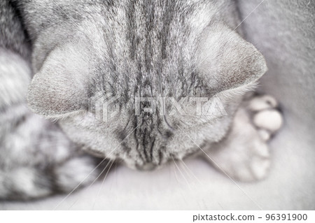 The cat is sleeping. Close-up of the muzzle of a sleeping cat with closed eyes. Against the backdrop of a light blanket. Favorite pets, cat food. The cat is sleeping. Close-up of the muzzle of a sleeping cat with closed eyes. Against the backdrop of a light blanket. Favorite pets, cat food. 96391900