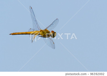 Globe Skimmer dragonfly levitating in mid air Globe Skimmer dragonfly levitating in mid air 96392002