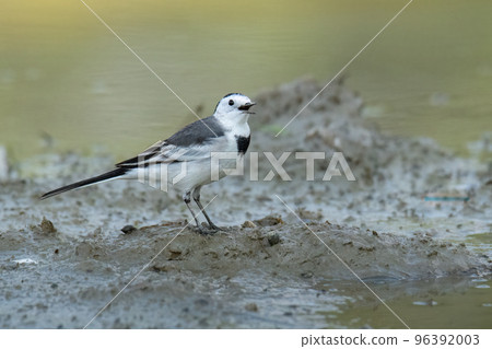 White Wagtail perching in muddy ground 96392003