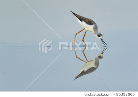 Black-winged Stilt wading in waterly pre-harvest empty rice field finding food Black-winged Stilt wading in waterly pre-harvest empty rice field finding food 96392006