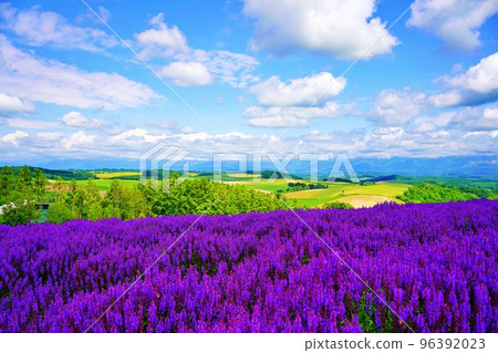 Shikisai no Oka in Biei, Hokkaido in summer 96392023