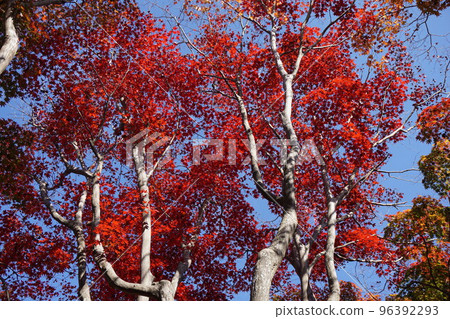 Image of autumn leaves 96392293