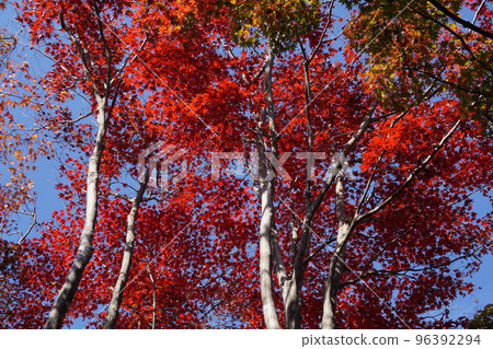 Image of autumn leaves Image of autumn leaves 96392294