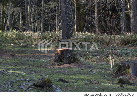 Landscape of Kamikochi and cut stumps 96392360