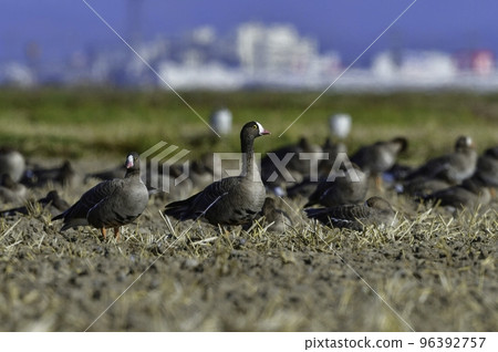 來自北方國家的冬季候鳥，罕見的鵝 Karigane 96392757