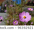 Cosmos flower up 96392921