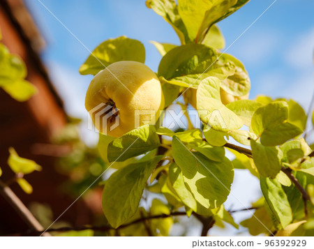 ripe pear quinces, close up in sunny day 96392929