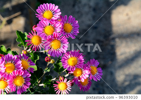 紅色紫色菊花花 96393010