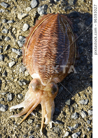 Freshly caught cuttlefish Freshly caught cuttlefish 96393027
