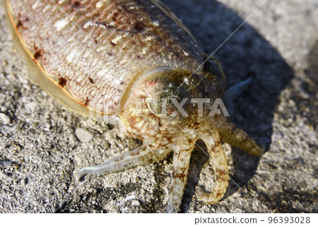 cuttlefish face cuttlefish face 96393028