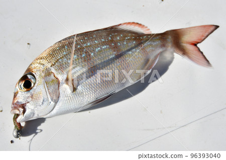 剛捕獲的Chariko 剛捕獲的Chariko 96393040