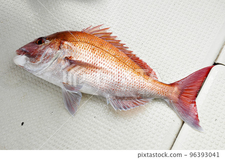 新鮮捕獲 96393041