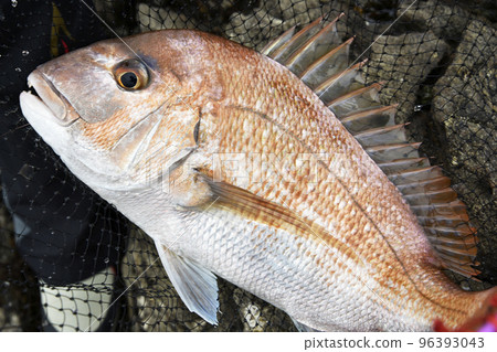 freshly caught sea bream freshly caught sea bream 96393043