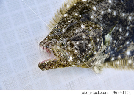 比目魚臉 96393104
