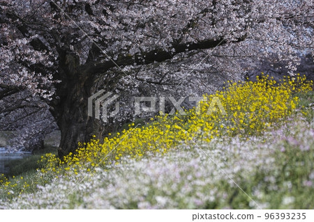 Cherry blossoms of Madonari 96393235