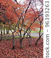 A carpet of red autumn leaves and maple leaves 96393263
