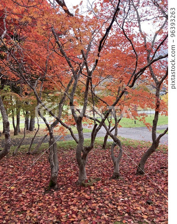 A carpet of red autumn leaves and maple leaves A carpet of red autumn leaves and maple leaves 96393263