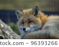 relaxing fox 96393266