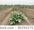 Scenery of a potato field 96393275