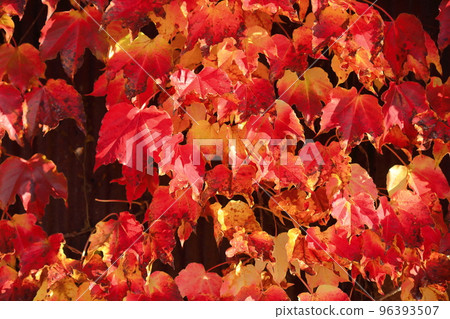 Ivy leaf with red leaves 96393507
