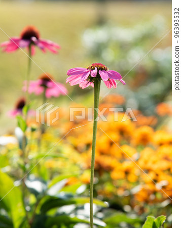 鮮花盛開在花國 鮮花盛開在花國 96393532