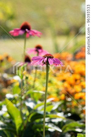 鮮花盛開在花國 鮮花盛開在花國 96393533